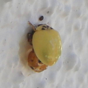 weird ladybugs
